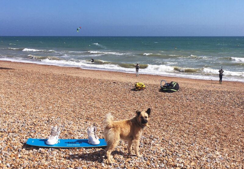 Pies Brando na plaży kitesurfingowej Hove.