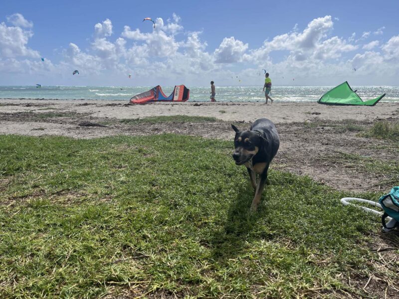 Beach dog in Sainte-Anne kitesurf spot in Guadeloupe