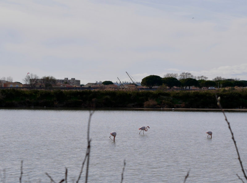 Flamencos fuera de Montpellier.