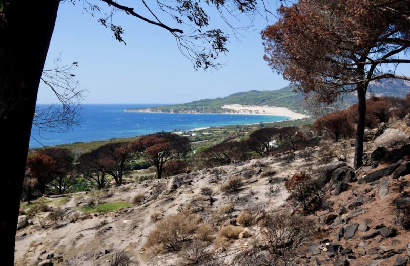 In the ashes of a forest fire. Punta Paloma, Tarifa.