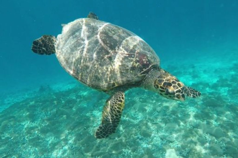 Turtle pozoroval, zatímco šnorchlování pryč Gili Air.