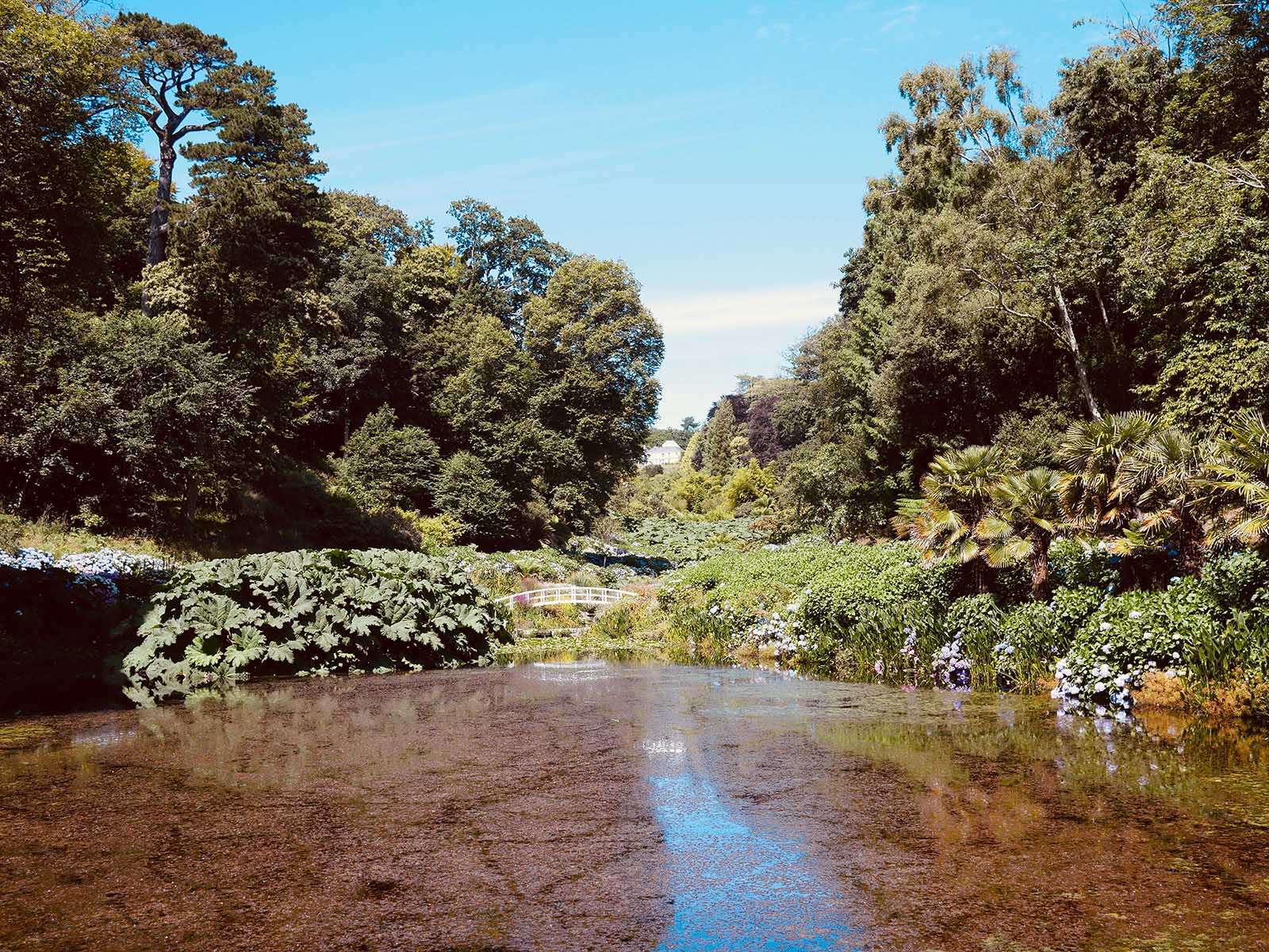 The pond at Trebah Garden.
